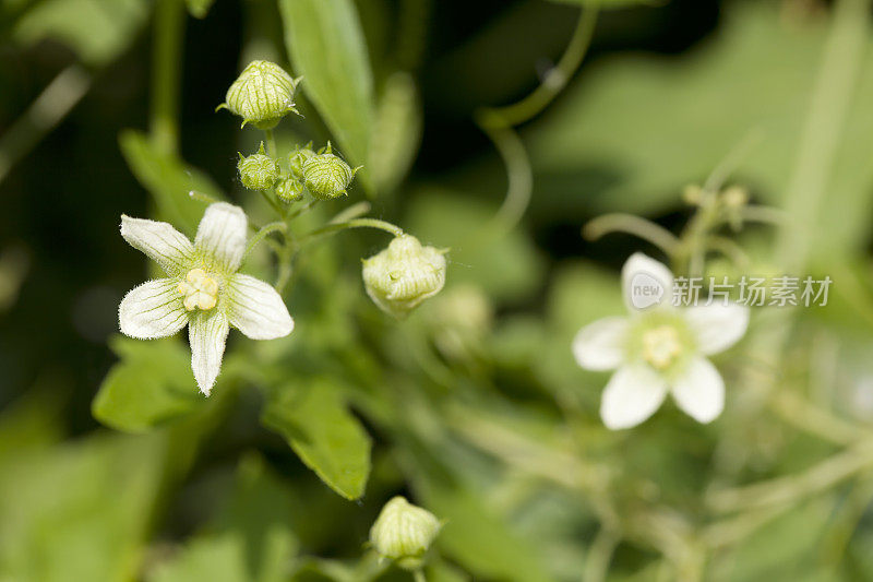 白色Bryony (Bryonia dioica)，雄花